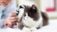 Radioactive Iodine Treatment for Cats With Hyperthyroidism