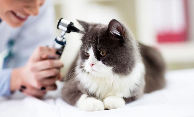 Radioactive Iodine Treatment for Cats With Hyperthyroidism