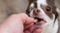The Best Pill That Kills Fleas for Your Pets