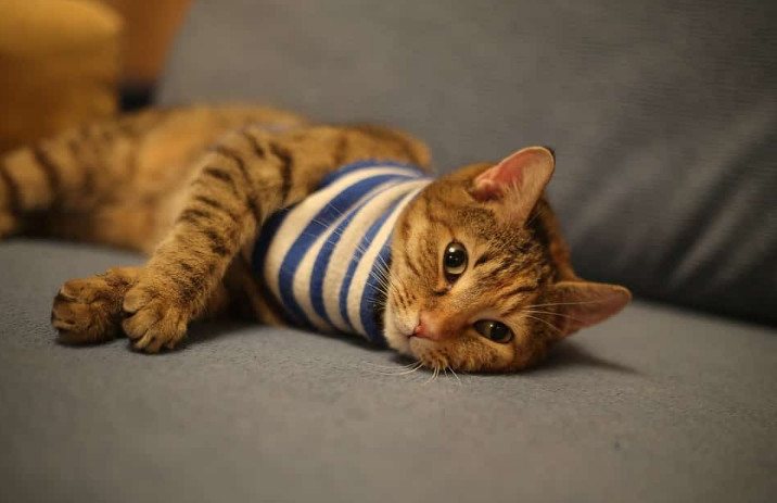 The Hyperthyroidism in Cats Life Expectancy Causes and Treatments