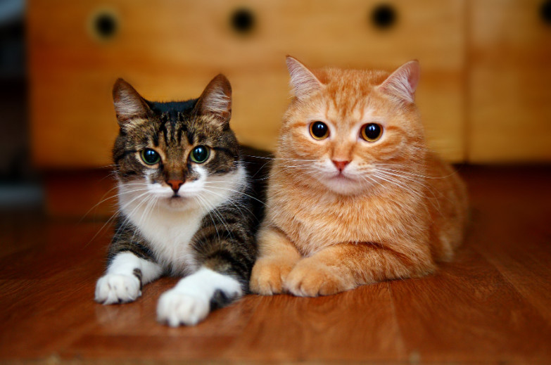 Treat Symptoms of FIV in Cats