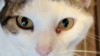 Understanding Cat Gooey Eye – Causes and Treatments
