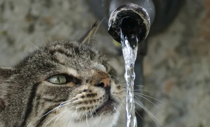 Bubbler Water Fountain and How to Choose the Right One for Cats