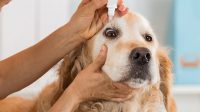 Dog Conjunctivitis Treatment over the Counter and Three Selected Solutions