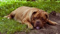 Dog Wheezing and Coughing Causes and the Right Treatment