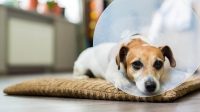 Elizabethan Collar for Dogs Function and the Reasons You Should Buy One