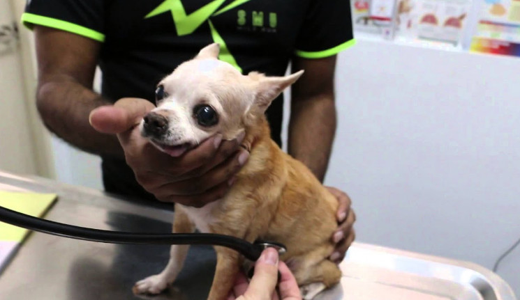 Heart Murmur in Chihuahua Cause, Symptom, and Treatments