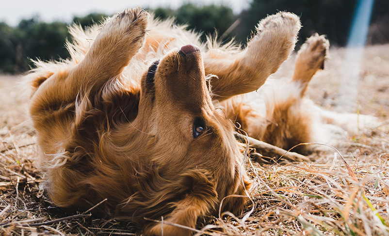 How to Get Rid of Fleas on Dogs Home Remedy with Three Easy-Peasy Tricks