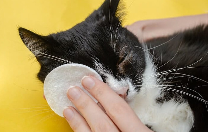 Knowing the Cat Weepy Eye Causes and Treatments