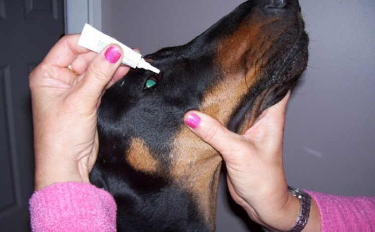 Tacrolimus Eye Drops For Dogs Side Effects That You Have To Know