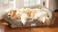 Temperpedic Dog Bed Options for Your Lovely Puppy