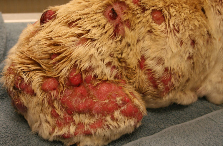 cancerous wart on dog