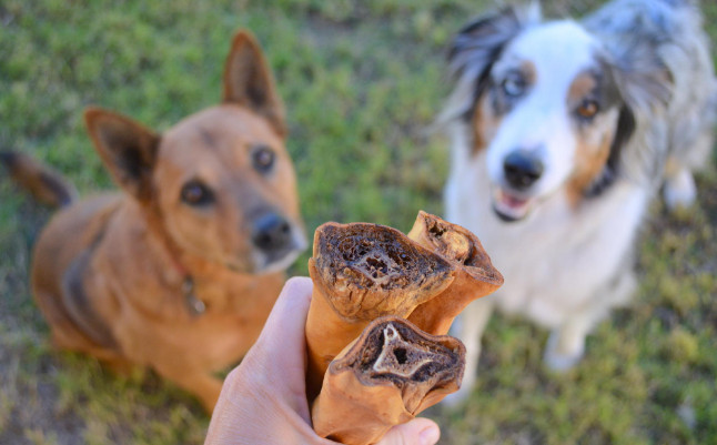 Dog Chewing Paws Raw, the Reasons Why Dogs Chew Their Paws