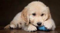 Dog Chewing Paws Treatment that You Can Do at Home