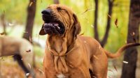 Dog Sneezing Constantly, and the Causes Why the Dogs Keep Sneezing