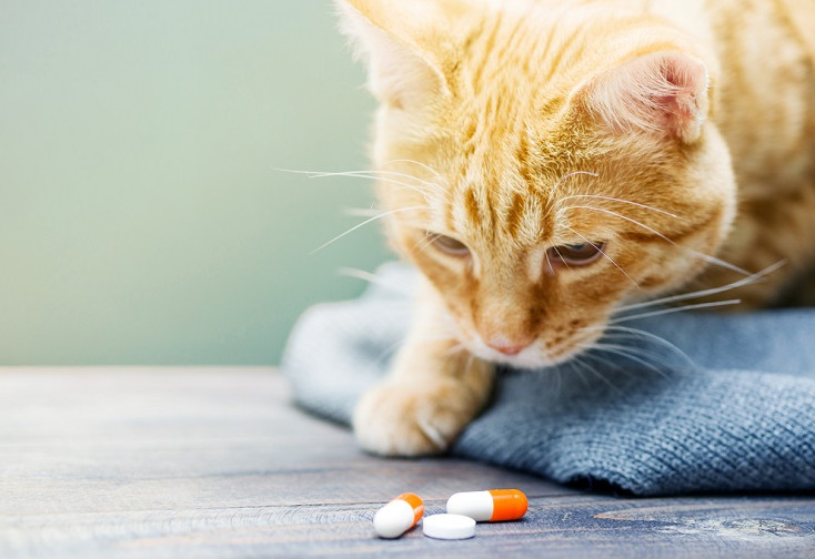 Gabapentin for Cats Dosage and Related Things You Have to Understand
