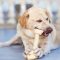 Rawhide Bones Bad for Dogs and What are the Risks