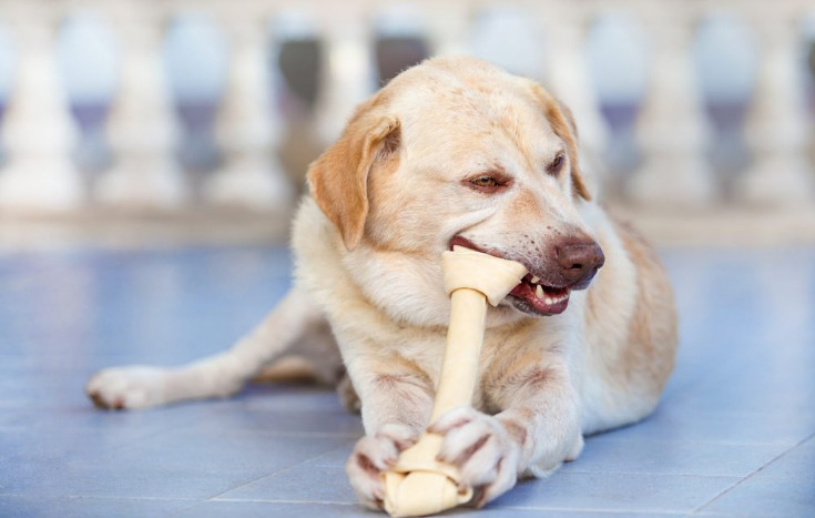 Rawhide Bones Bad for Dogs and What are the Risks