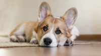 Anti-Seizure Meds for Dogs