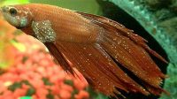 Betta Fish Ich Description, Causes, and Treatments for Sick Fishwater