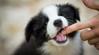 Cesar Millan Puppy Biting, a Common Thing for Puppies that Needs to Stop