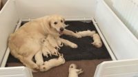 Dog Birthing Box to Help Your Dogs Have a Comfortable Birth