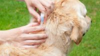 Flea Treatment for Puppies 6 Weeks Old, What You Should Actually Do