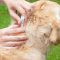 Flea Treatment for Puppies 6 Weeks Old, What You Should Actually Do