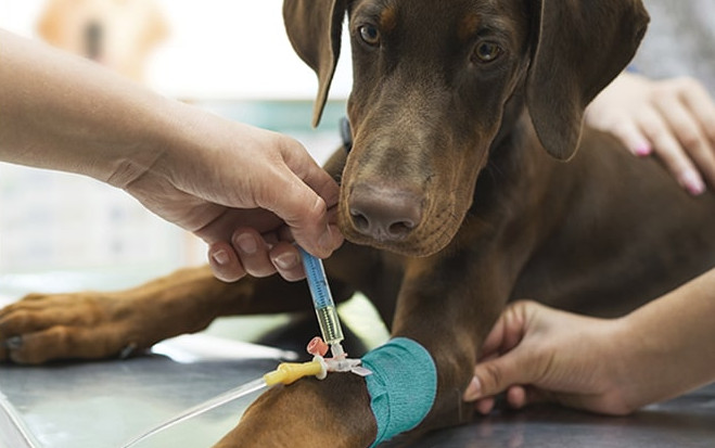 Phosphate Binders for Dogs