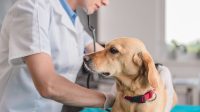 Spleen Tumors in Dogs, and What You Need to Know about These Harmful Cancers