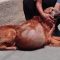 Symptoms of Dog Tumors on Belly to Watch Out for the Dog Owners