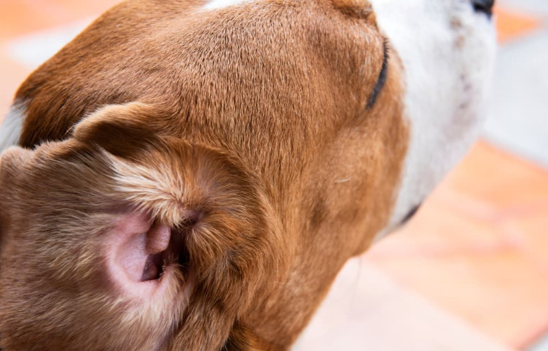 Treating Mites in Dogs with the Right Treatments
